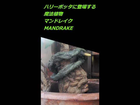 マンドレイク（Mandrakes）ハリーポッター エリア（HARRY POTTER）USJ