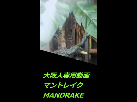 【大阪人用ネタ】泣き叫ぶマンドレイク（Mandrakes）ハリーポッター エリア（HARRY POTTER）USJ