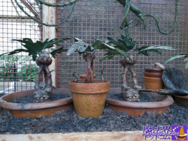 Mandrakes in Dr Sprout's Greenhouse, Harry Potter Area, USJ.