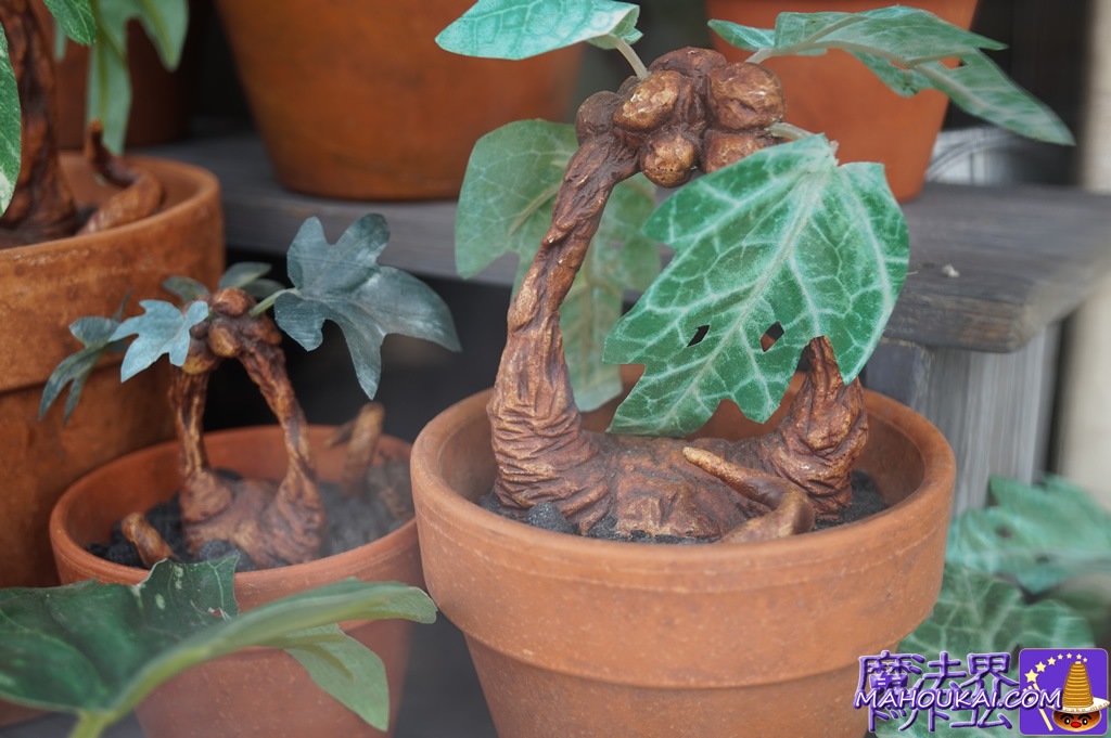 Mandrakes occasionally emerge from their potted plants and wail!