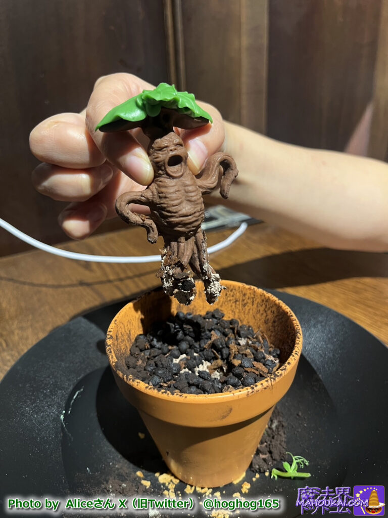 魔法植物「マンドレイク チョコレートトライフル」を食べる！ハリポタツアー東京の新スイーツ 2024年7月22日〜